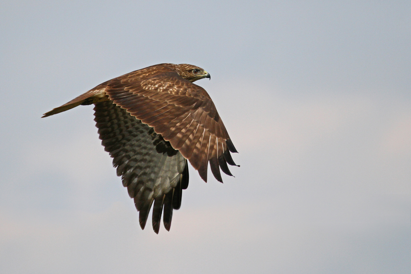 Bussard...