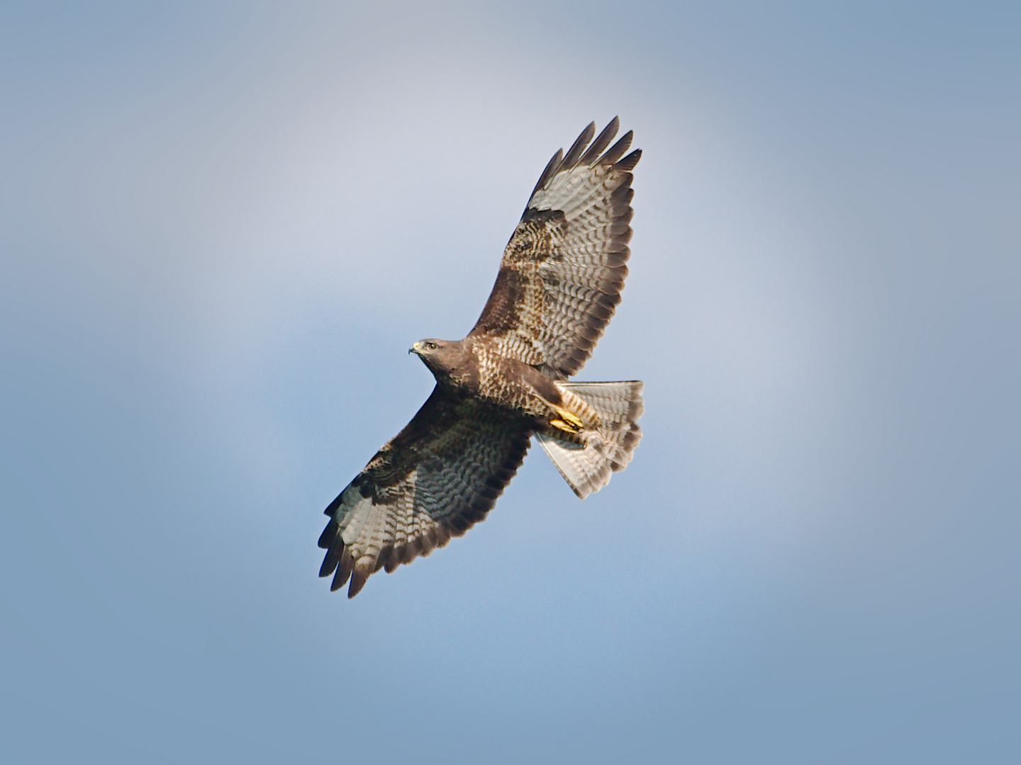 Bussard Foto & Bild sommer, outdoor, natur Bilder auf
