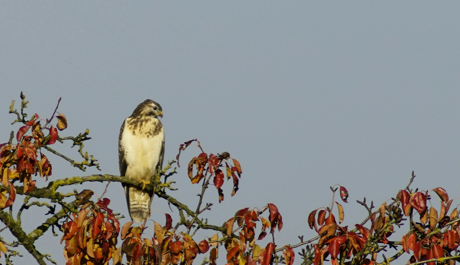 Bussard.