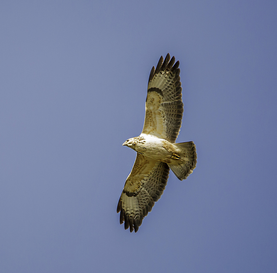 Bussard