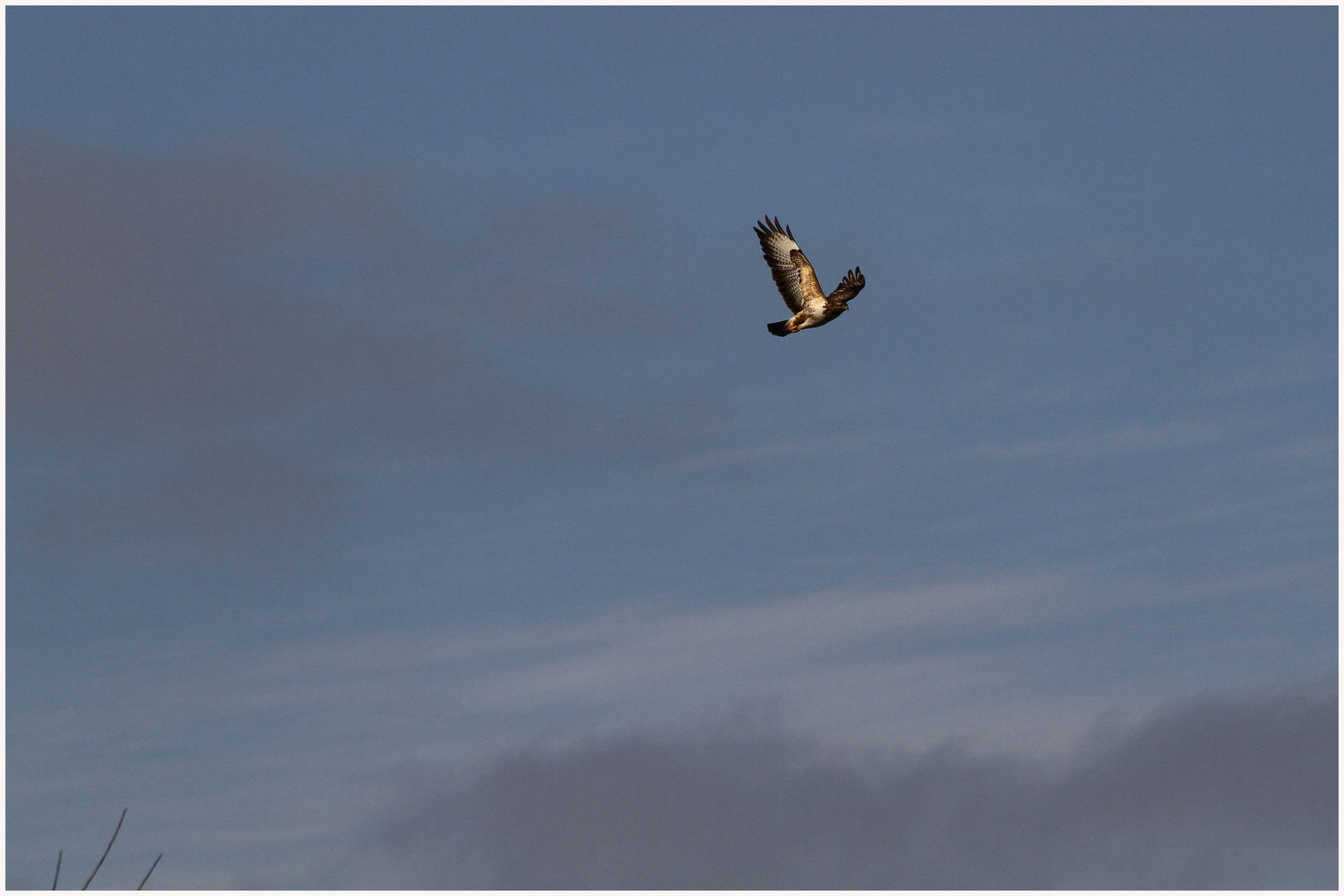 Bussard