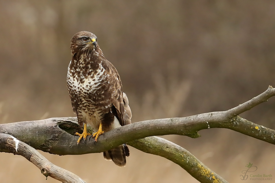 Bussard