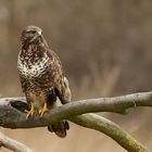 Bussard