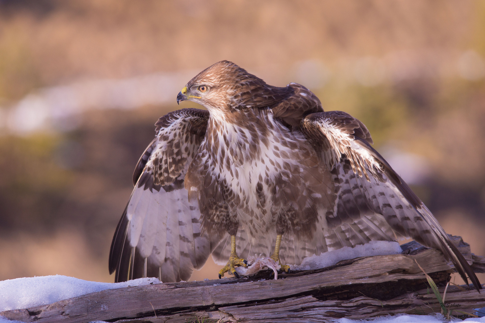 Bussard