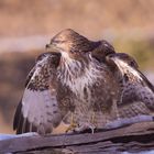 Bussard