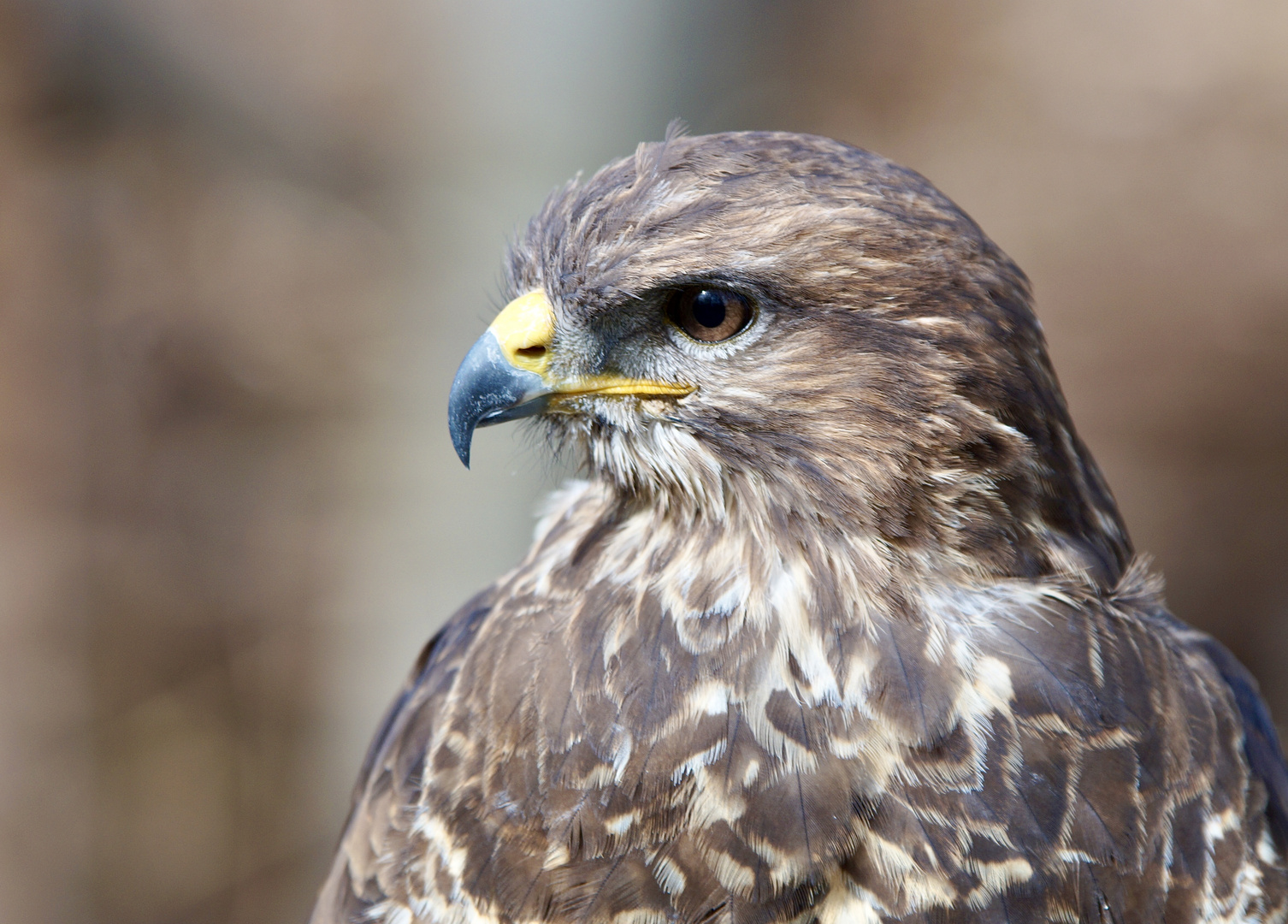 Bussard