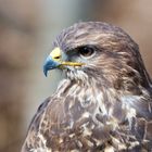 Bussard