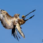 Bussard fängt Beute im Flug