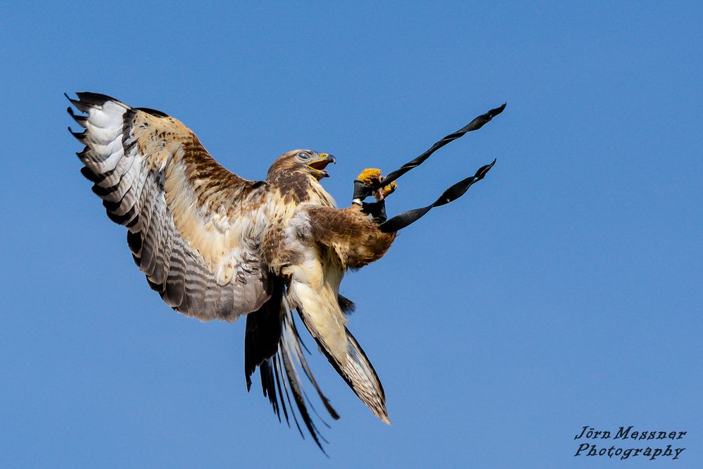 Bussard fängt Beute im Flug