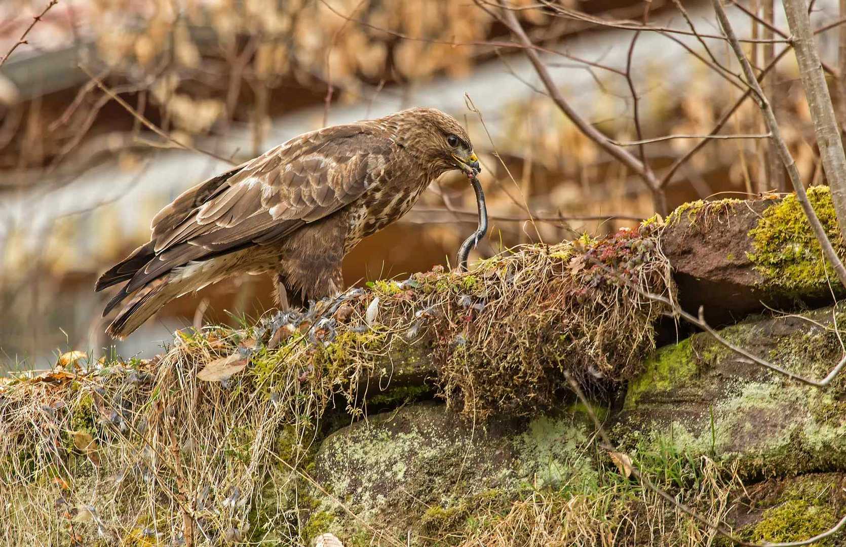 Bussard fängt Blindschleiche