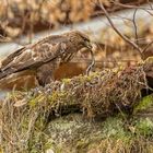 Bussard fängt Blindschleiche