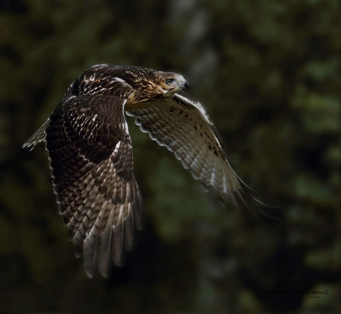 Bussard