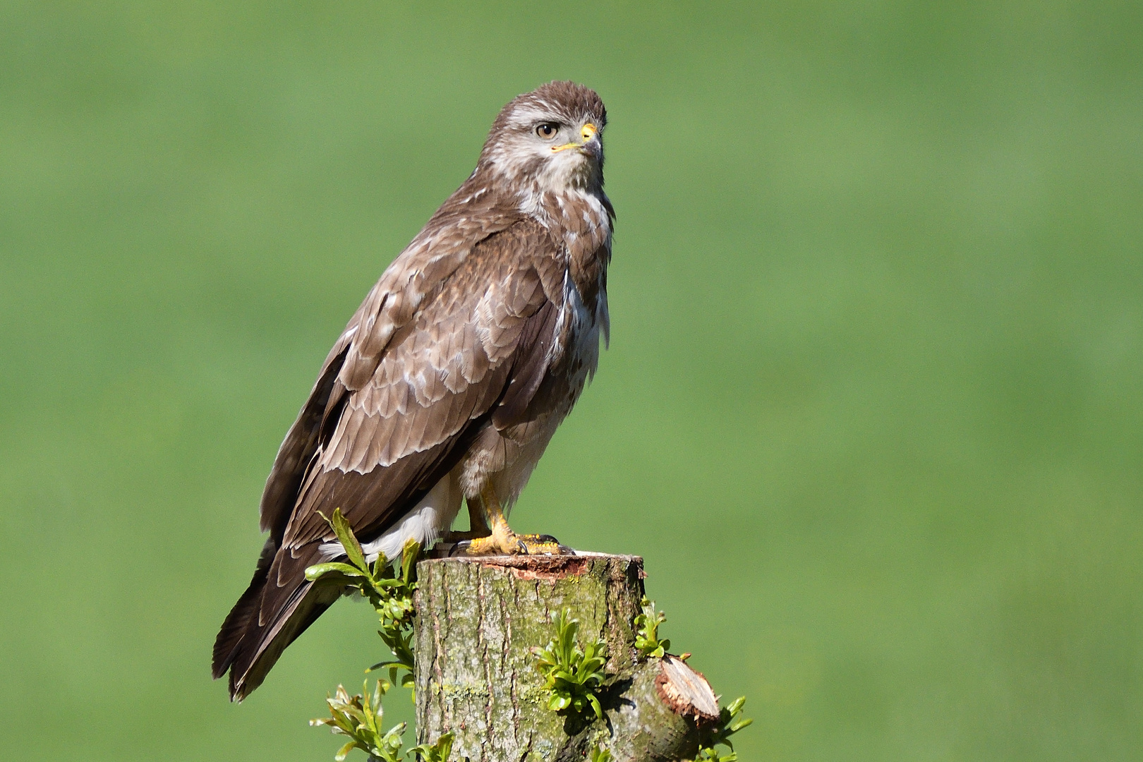 Bussard