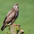 Bussard