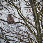 Bussard