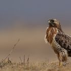 Bussard