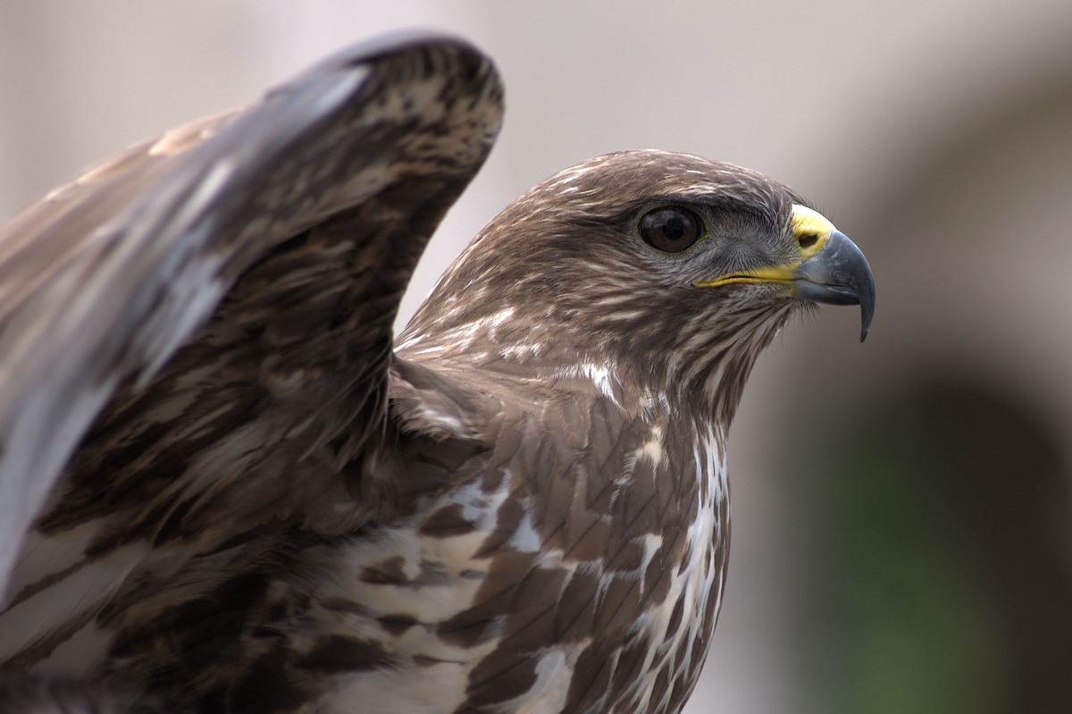 Bussard