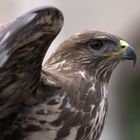 Bussard