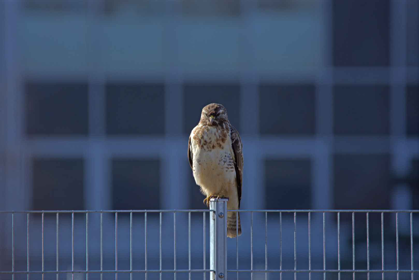 Bussard