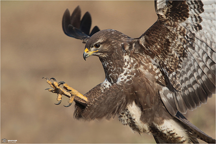 Bussard