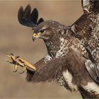 Bussard