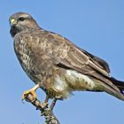 Bussard