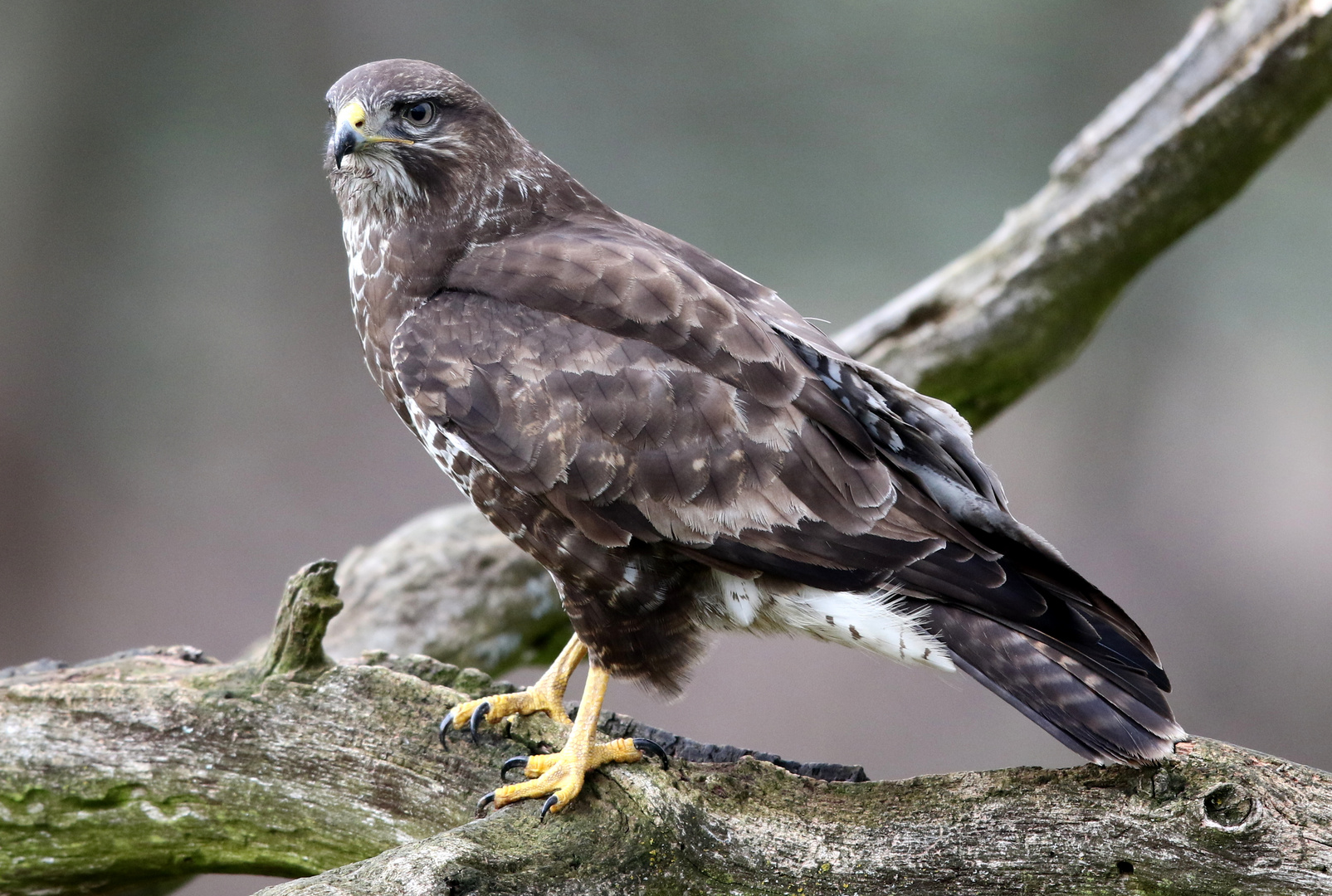 Bussard