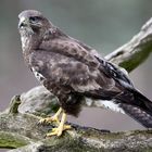 Bussard