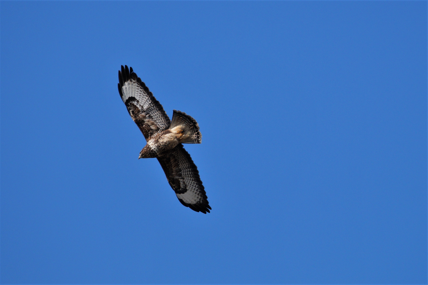 Bussard