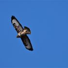 Bussard