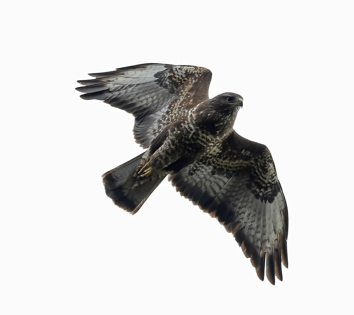 Bussard