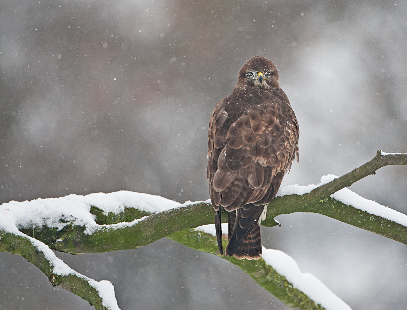 Bussard Foto & Bild natur, tiere, wildlife Bilder auf