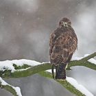 Bussard 