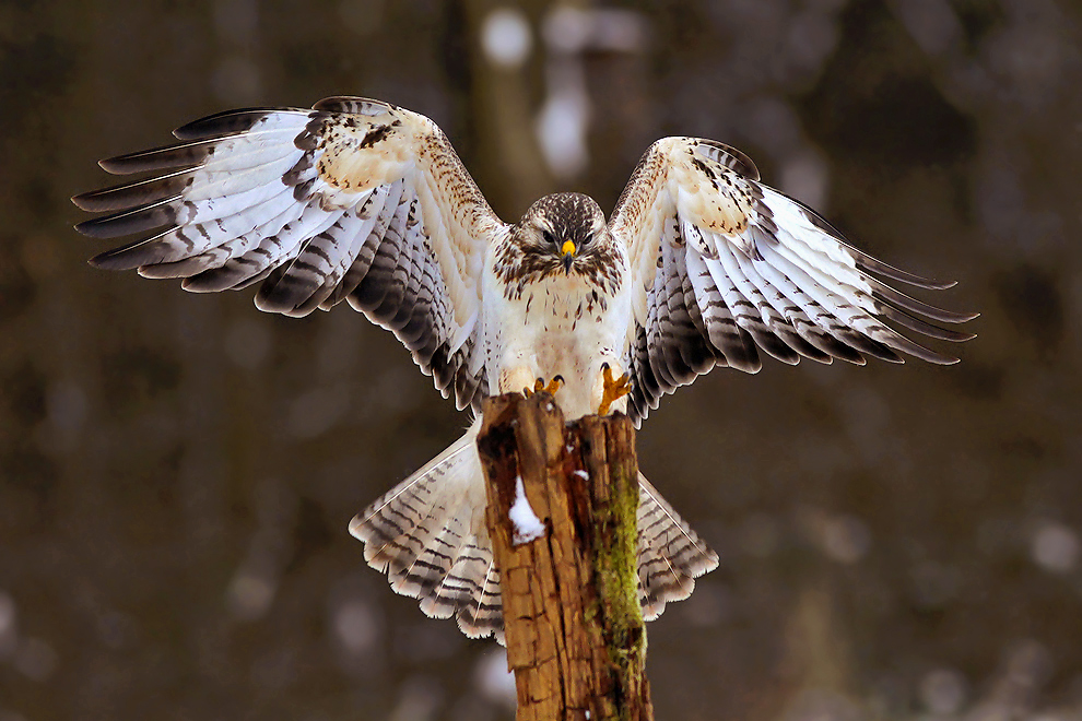 ... BUSSARD ...