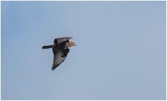 Bussard