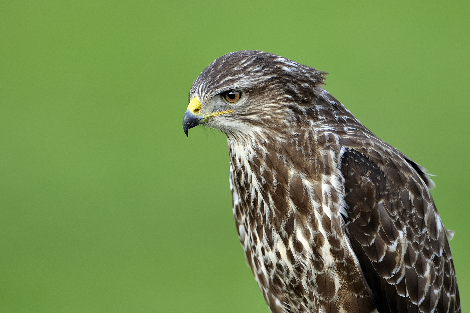 Bussard