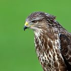 Bussard