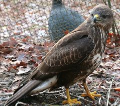 Bussard