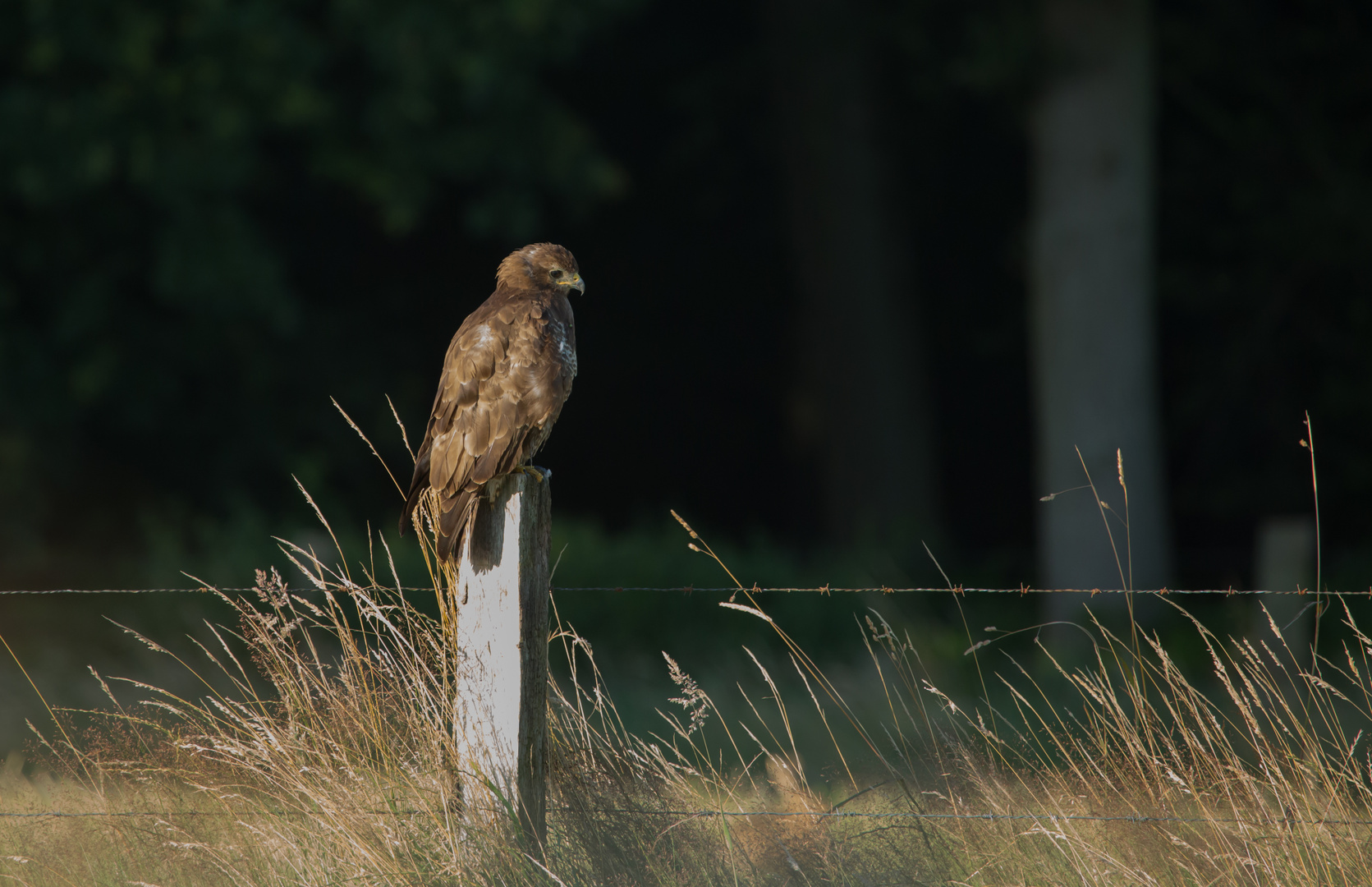 Bussard