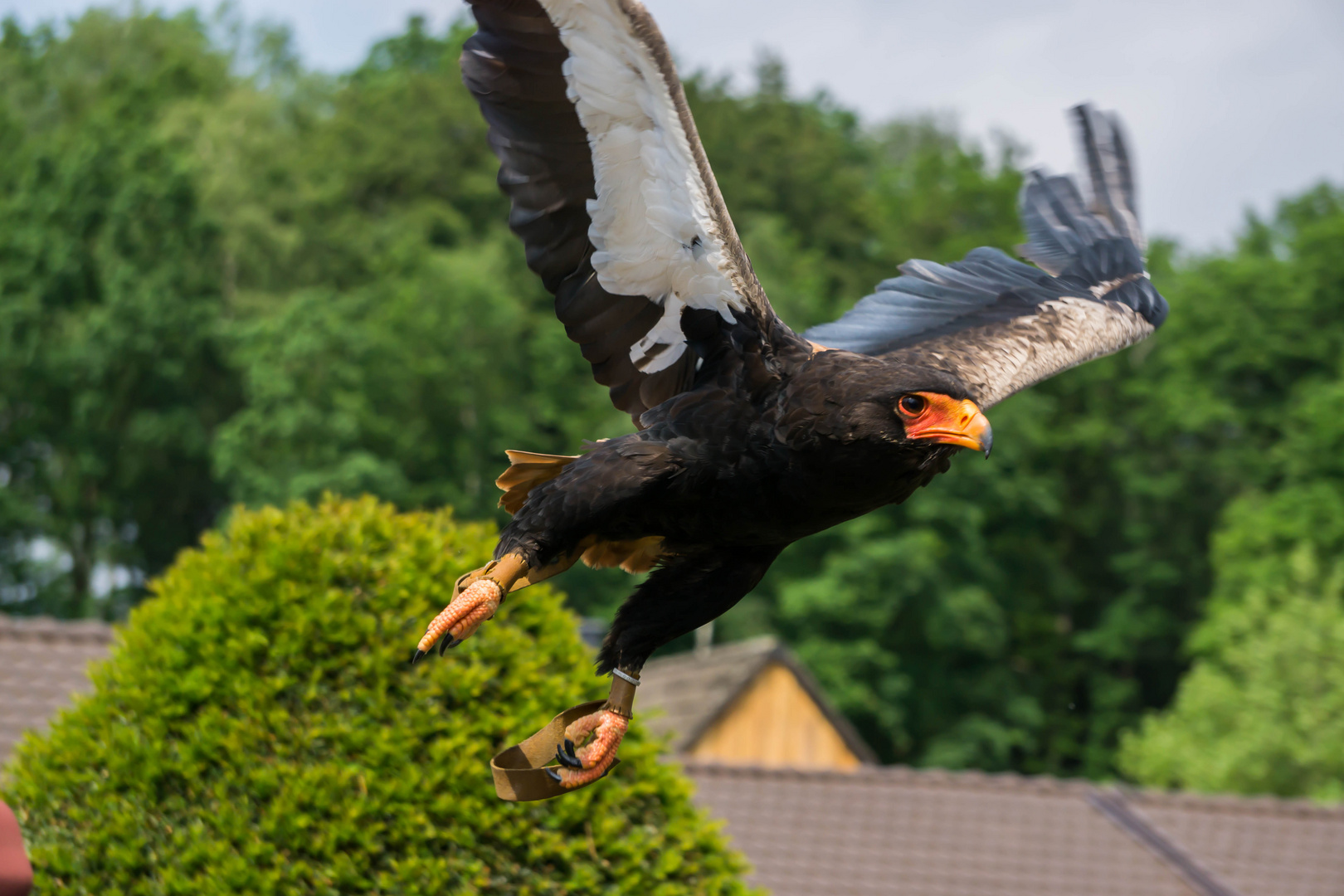 Bussard fliegend