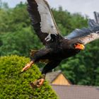 Bussard fliegend