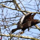 Bussard fliegt