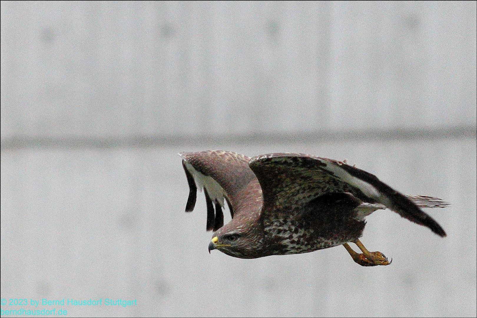 Bussard fliegt