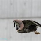 Bussard fliegt