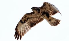 Bussard fliegt zu seinem Horst