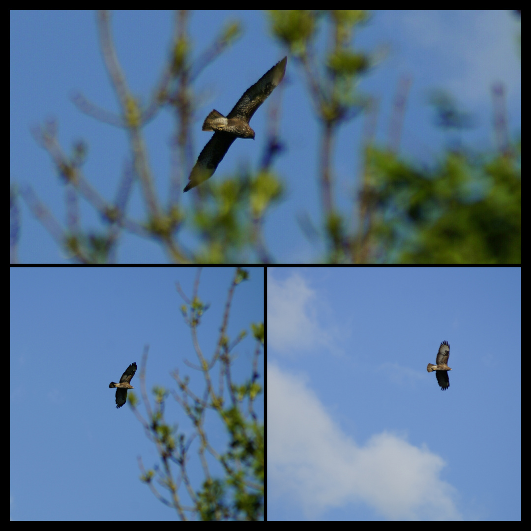 Bussard "Flug in den Mai"