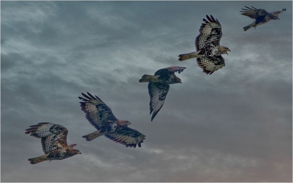 Bussard Flugphasen montiert