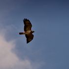 Bussard flying