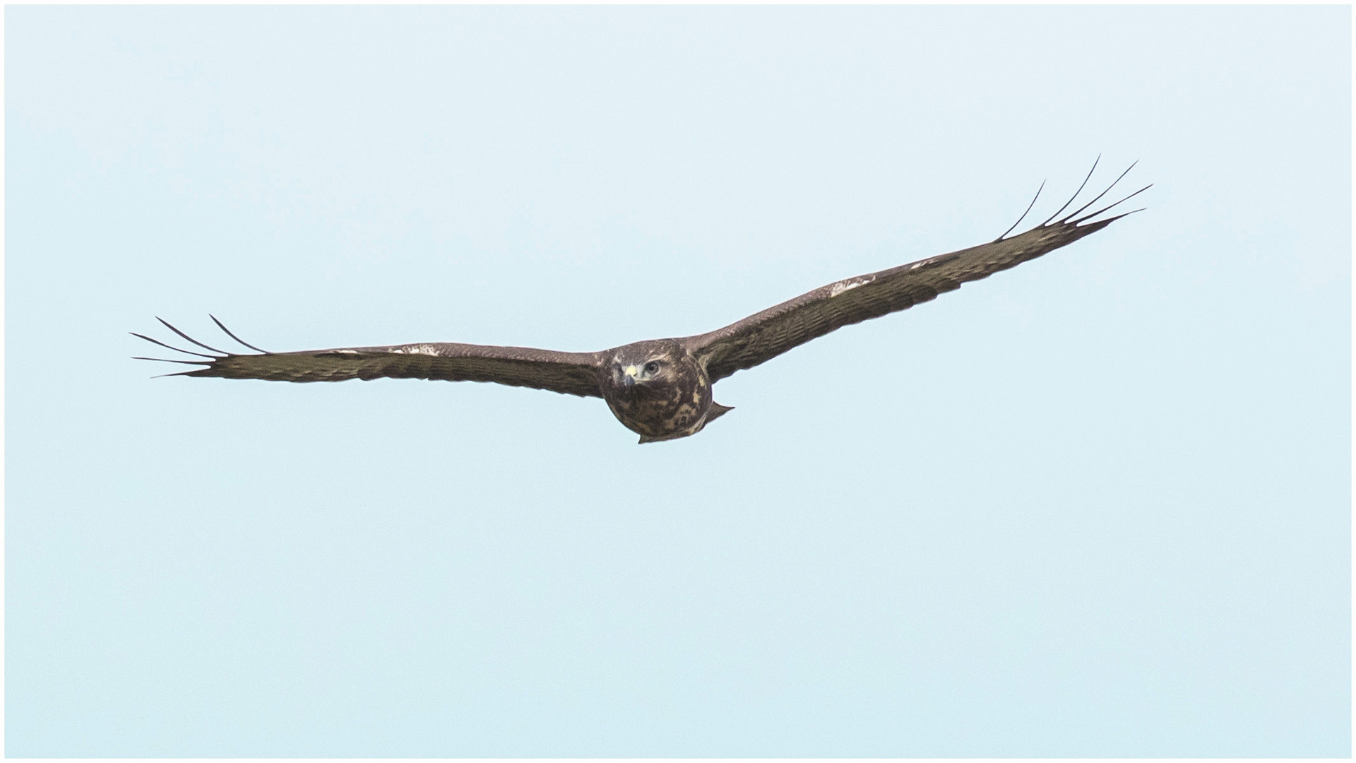 Bussard frontal  .....