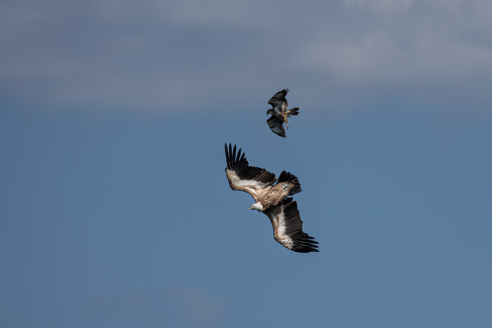 Bussard-gegen-Gänsegeier